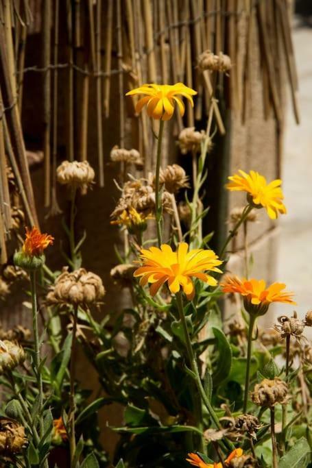 Apartment Garden House Ierapetra (Crete)